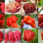 Top 10 in the Hottest Pepper Scale # 1 is Crazy Hot!
